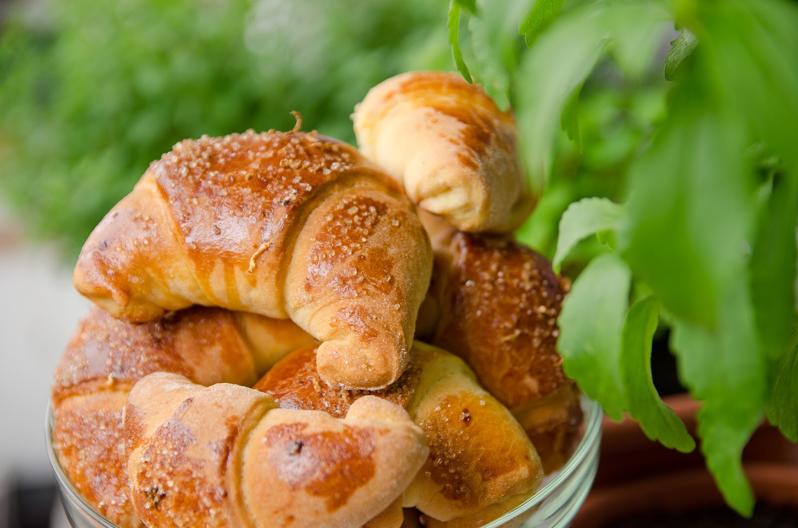 Rogaliki drożdżowe